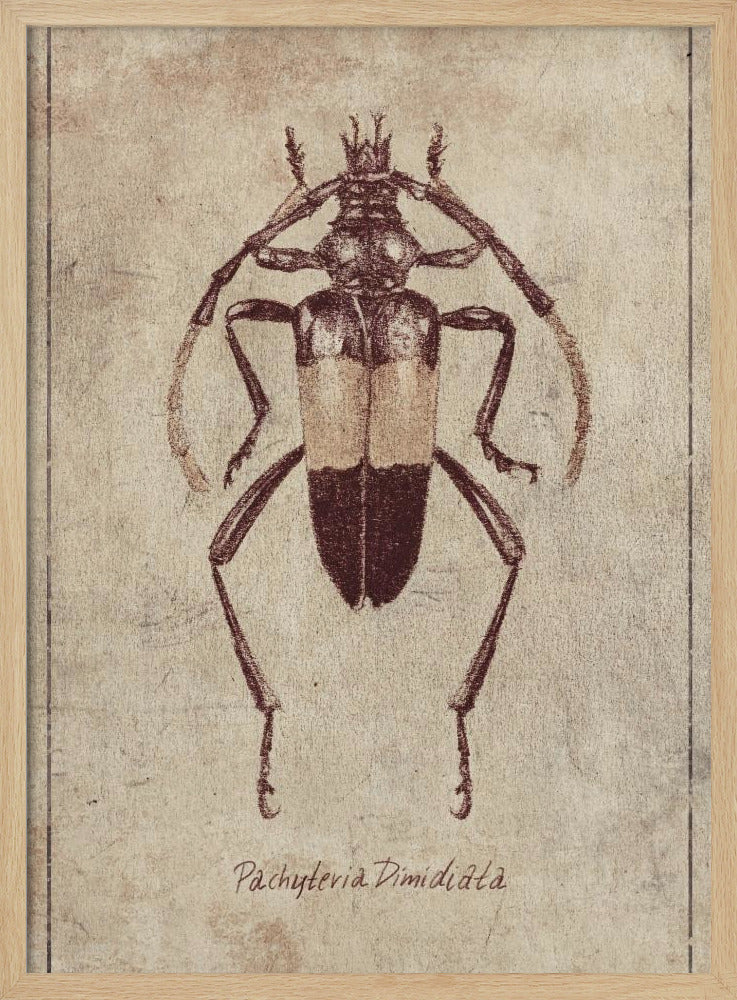 Vintage Insect Sketch | Poster