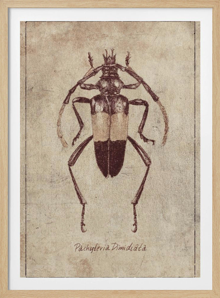 Vintage Insect Sketch | Poster