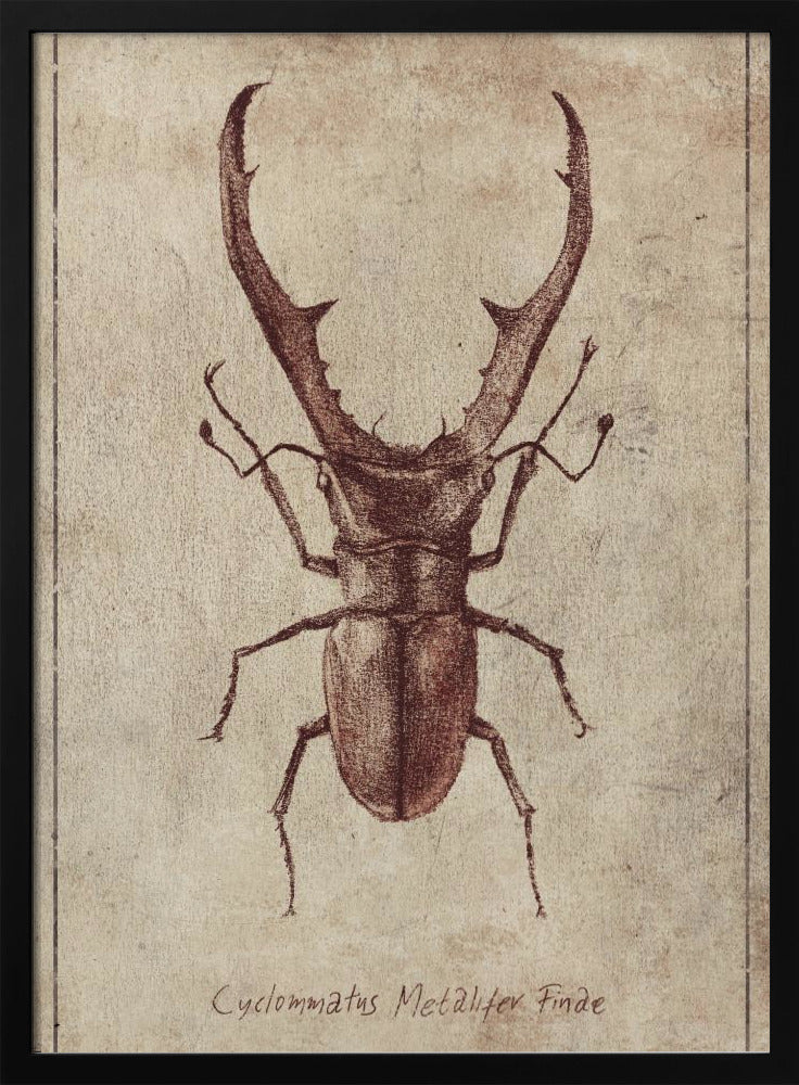 Antique Beetle Illustration | Poster