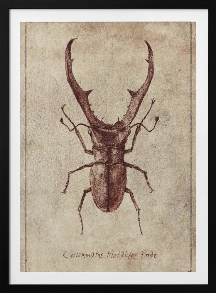 Antique Beetle Illustration | Poster