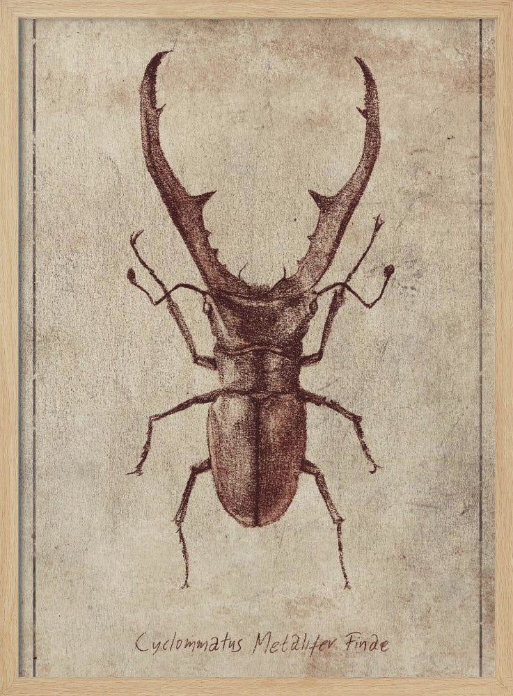 Antique Beetle Illustration | Poster
