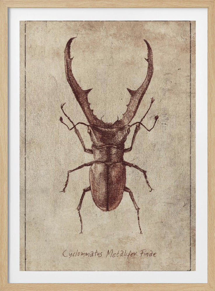 Antique Beetle Illustration | Poster