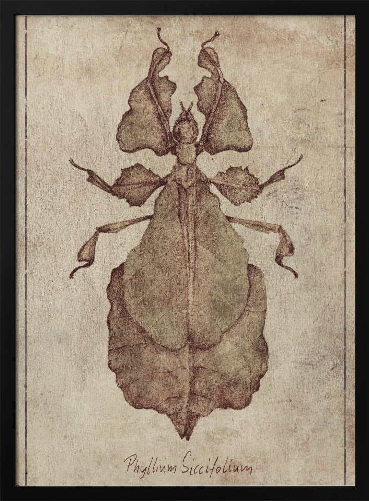 Phyllium Siccifolium Copy | Poster