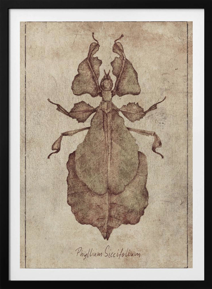 Phyllium Siccifolium Copy | Poster