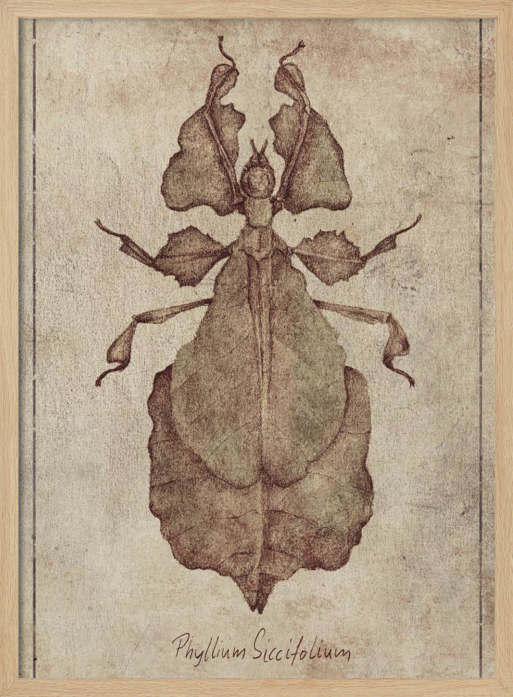 Phyllium Siccifolium Copy | Poster