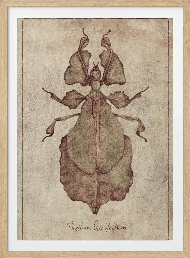 Phyllium Siccifolium Copy | Poster