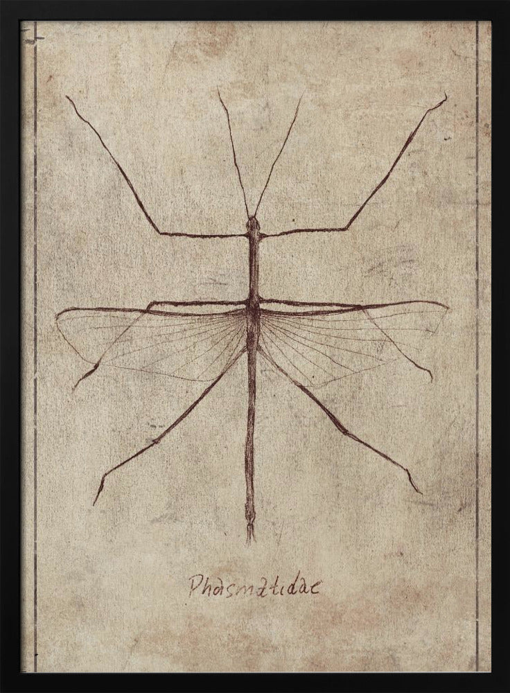Vintage Entomology Sketch | Poster