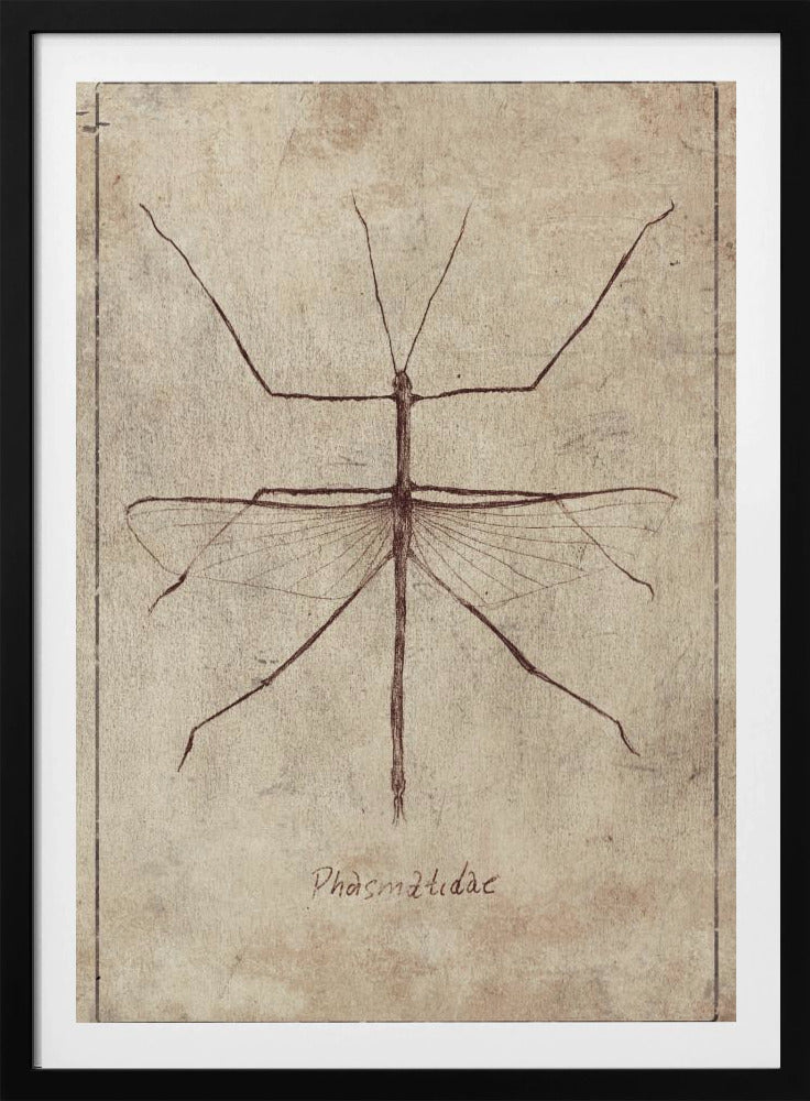 Vintage Entomology Sketch | Poster