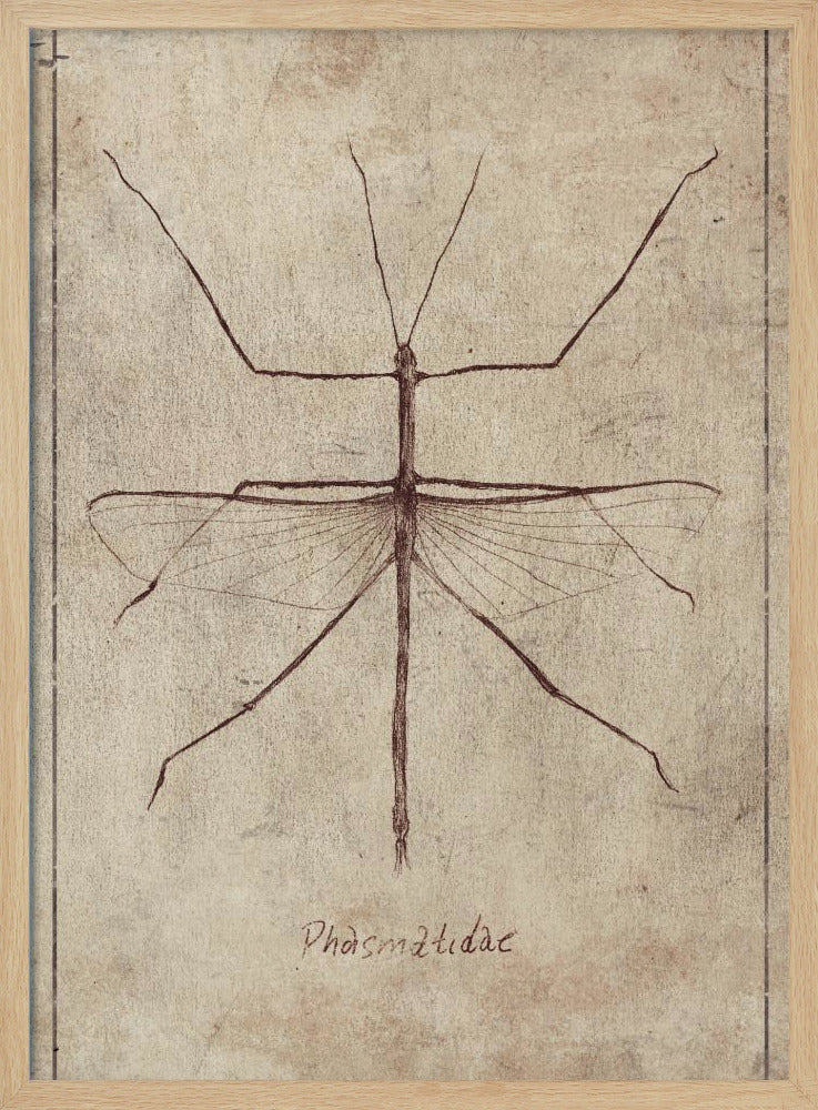Vintage Entomology Sketch | Poster