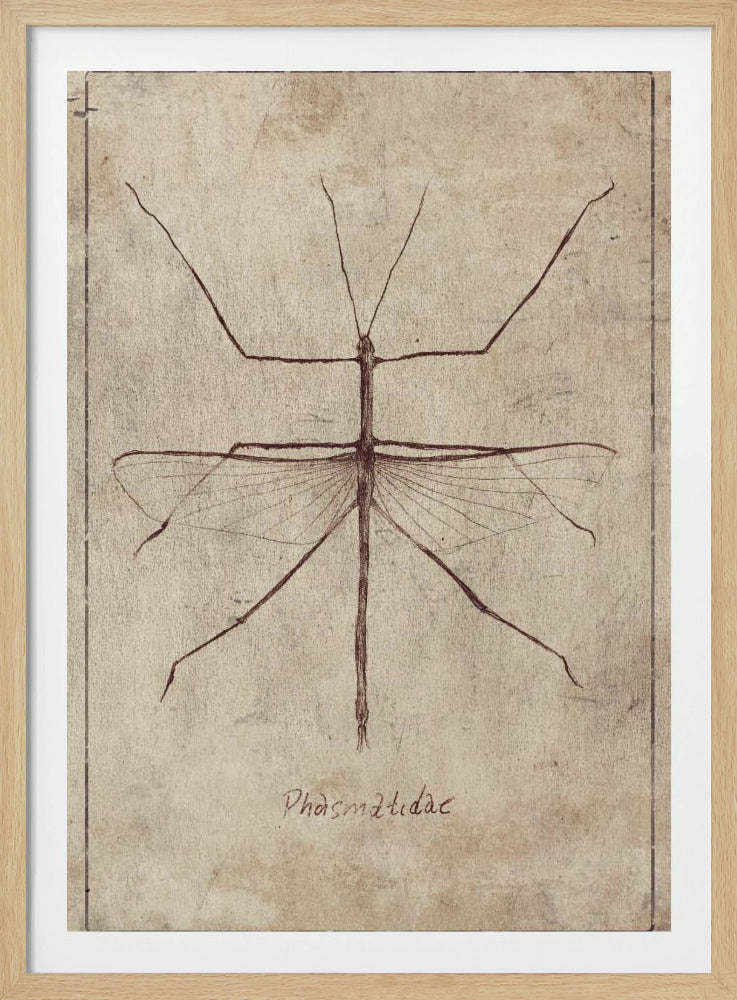 Vintage Entomology Sketch | Poster