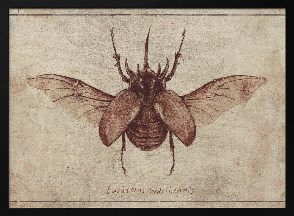 Eupatorus Gracilicornis Copy | Poster