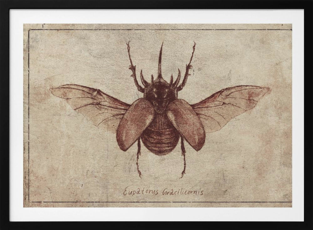 Eupatorus Gracilicornis Copy | Poster