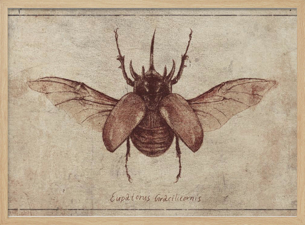 Eupatorus Gracilicornis Copy | Poster