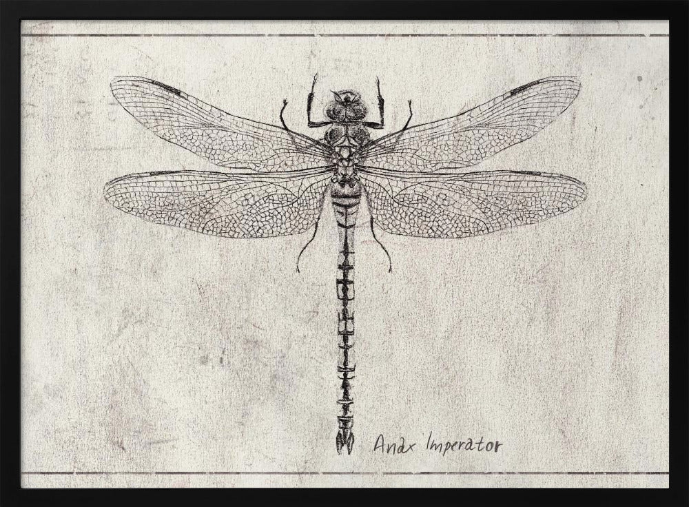 Majesty in Flight Anax Imperator | Poster