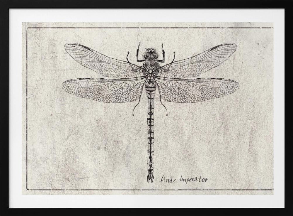 Majesty in Flight Anax Imperator | Poster