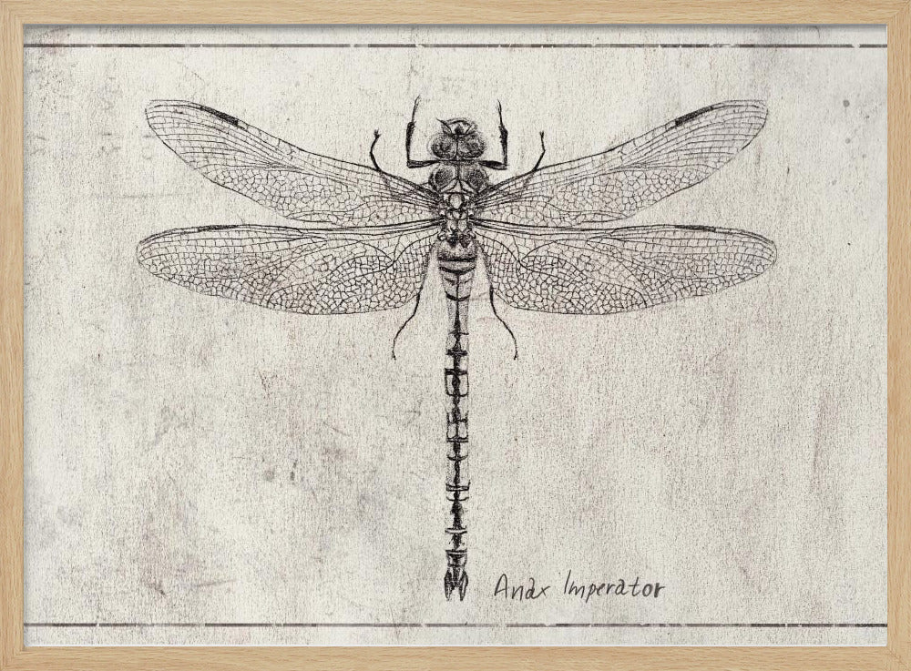 Majesty in Flight Anax Imperator | Poster