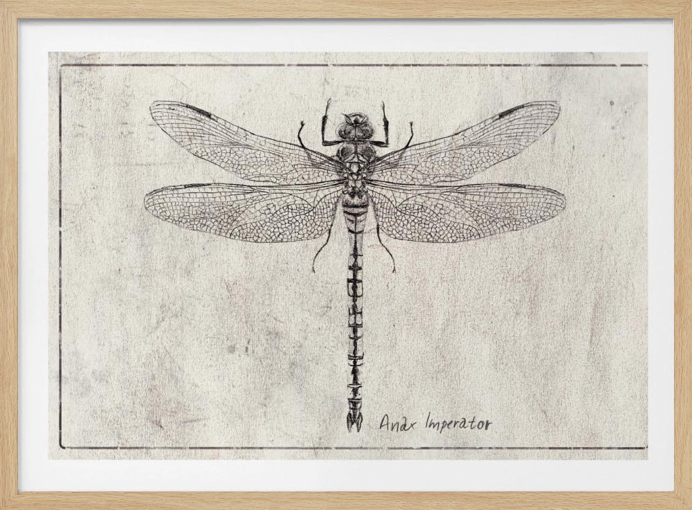 Majesty in Flight Anax Imperator | Poster