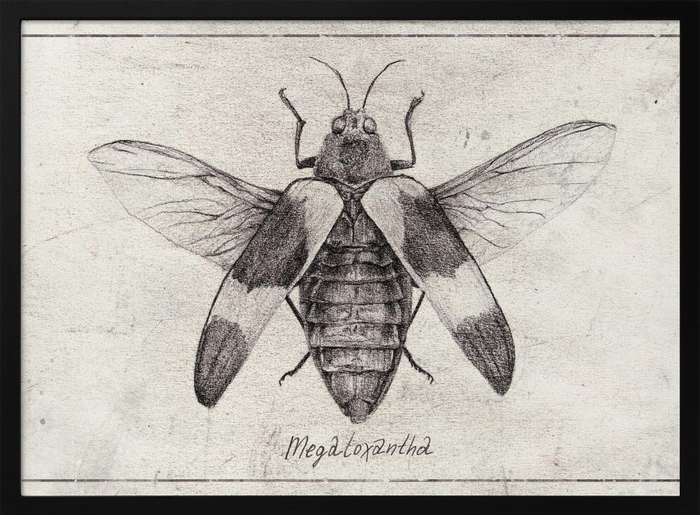 Intricate Insect Sketch | Poster