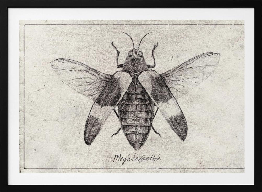 Intricate Insect Sketch | Poster