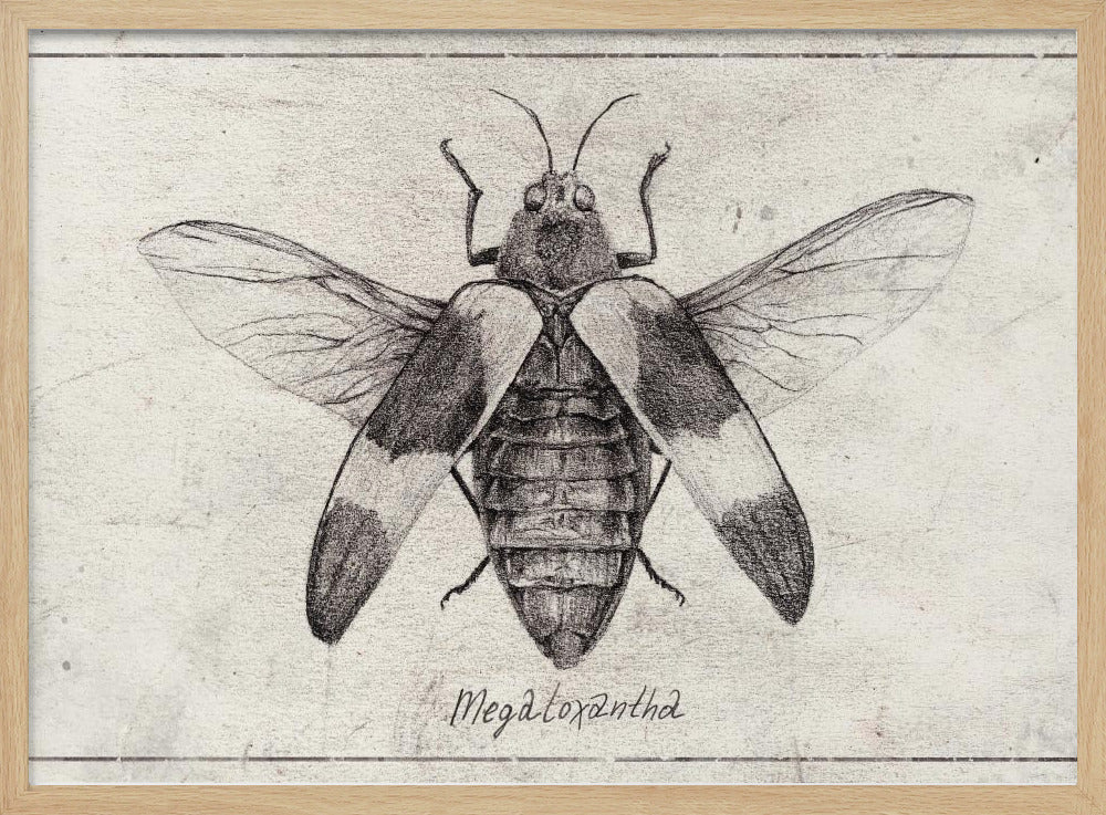 Intricate Insect Sketch | Poster