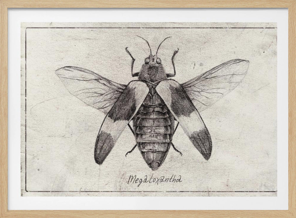 Intricate Insect Sketch | Poster