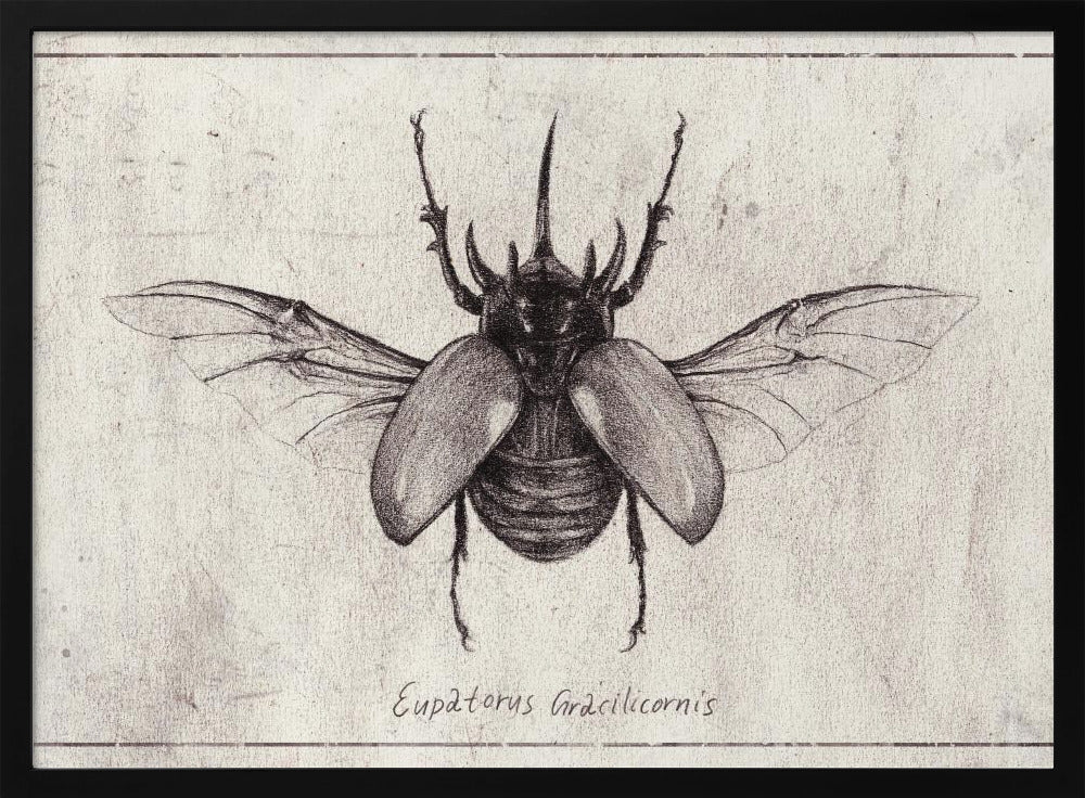 Pencil Drawing Of A Eupatorus Gracilicornis Beetle | Poster