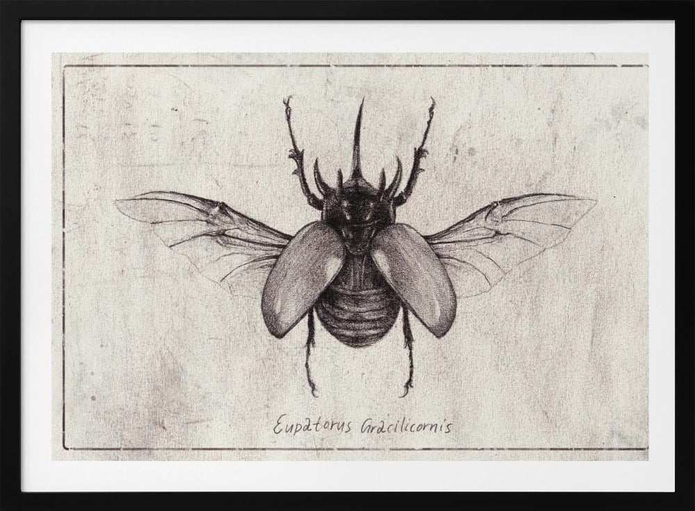 Pencil Drawing Of A Eupatorus Gracilicornis Beetle | Poster