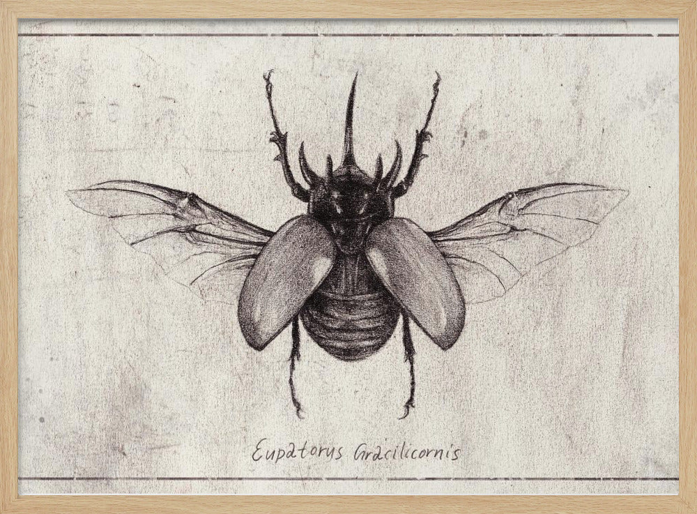 Pencil Drawing Of A Eupatorus Gracilicornis Beetle | Poster