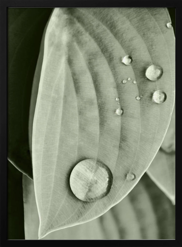 Dew on Leaf Elegance | Poster