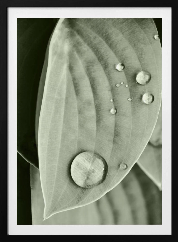 Dew on Leaf Elegance | Poster