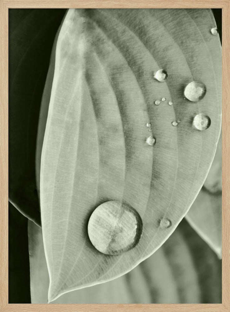 Dew on Leaf Elegance | Poster