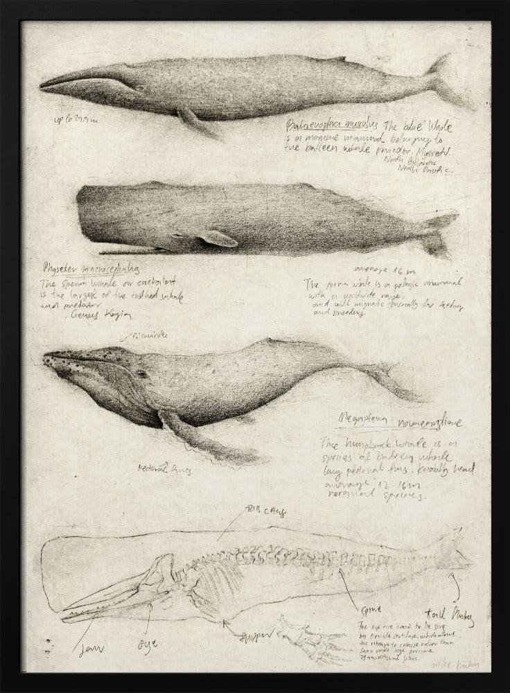 Sketches Of Various Whale | Poster