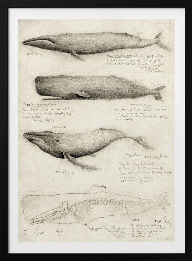 Sketches Of Various Whale | Poster
