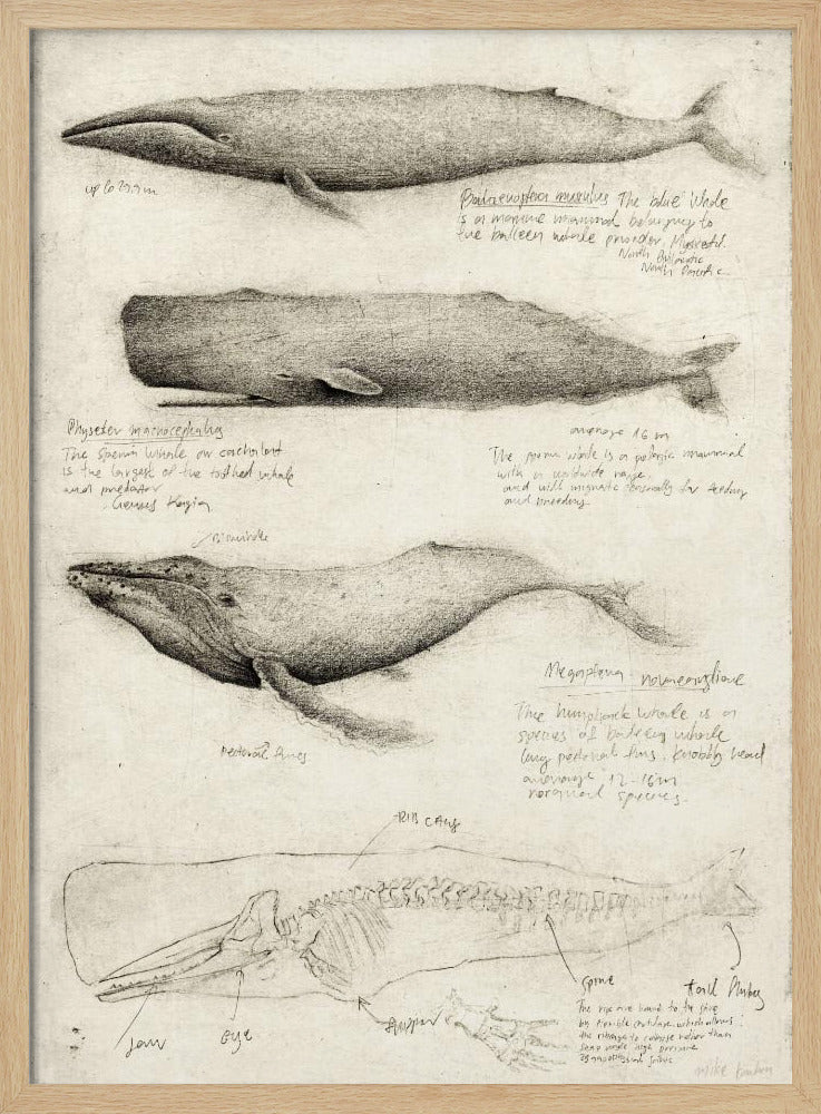 Sketches Of Various Whale | Poster