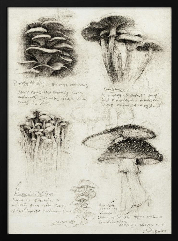 Various Botanical Mushrooms | Poster