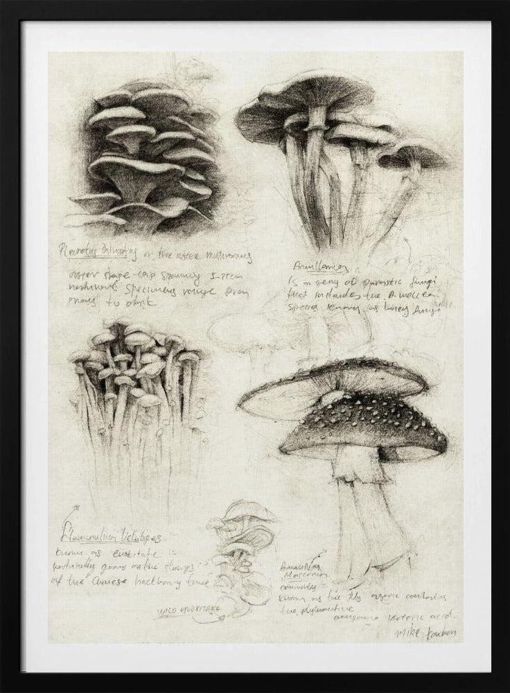 Various Botanical Mushrooms | Poster