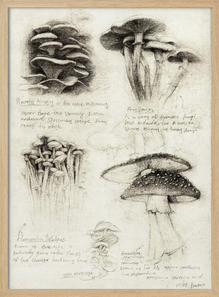 Various Botanical Mushrooms | Poster