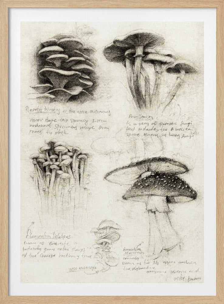Various Botanical Mushrooms | Poster