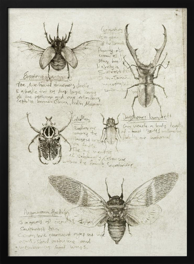 Sketches Of Beetles And Insects | Poster