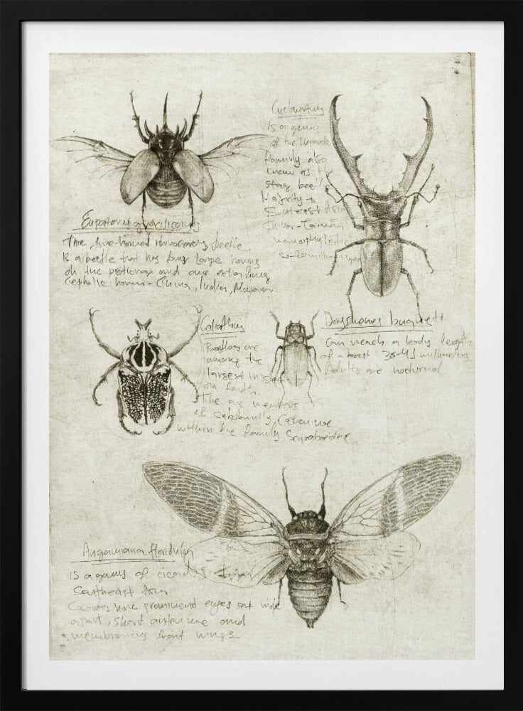 Sketches Of Beetles And Insects | Poster