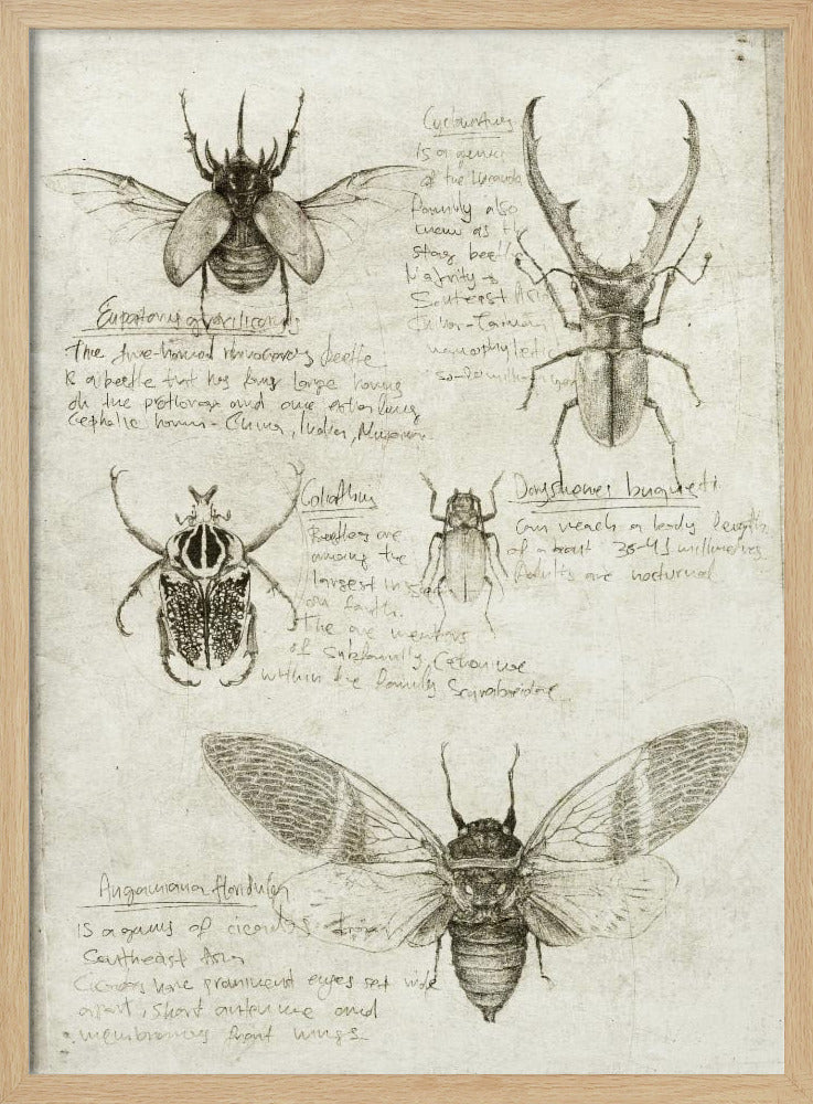 Sketches Of Beetles And Insects | Poster