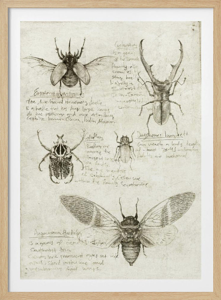 Sketches Of Beetles And Insects | Poster