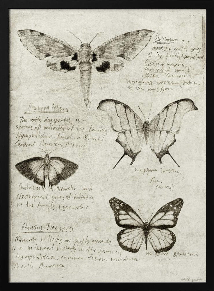 Butterfly Illustrations | Poster