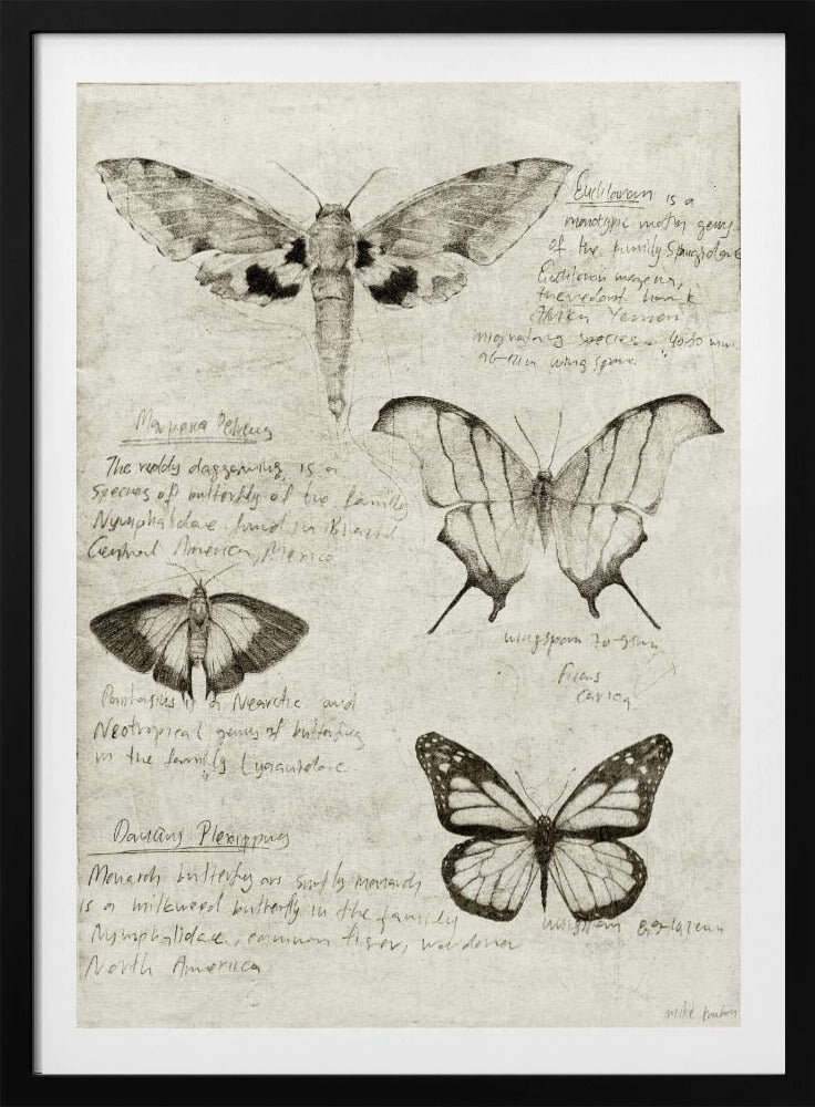 Butterfly Illustrations | Poster