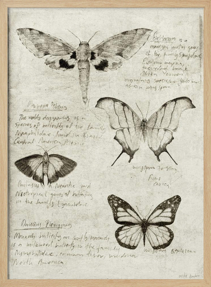 Butterfly Illustrations | Poster