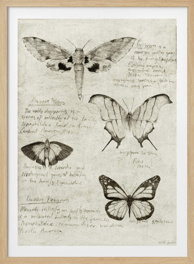 Butterfly Illustrations | Poster