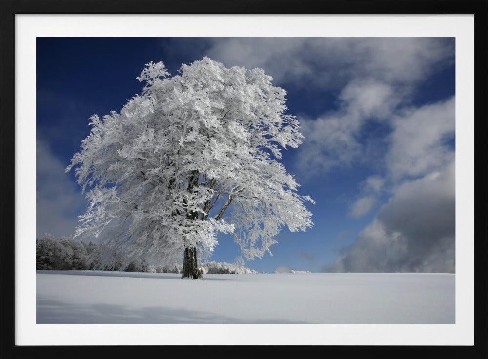 White Windbuche in Black Forest | Poster
