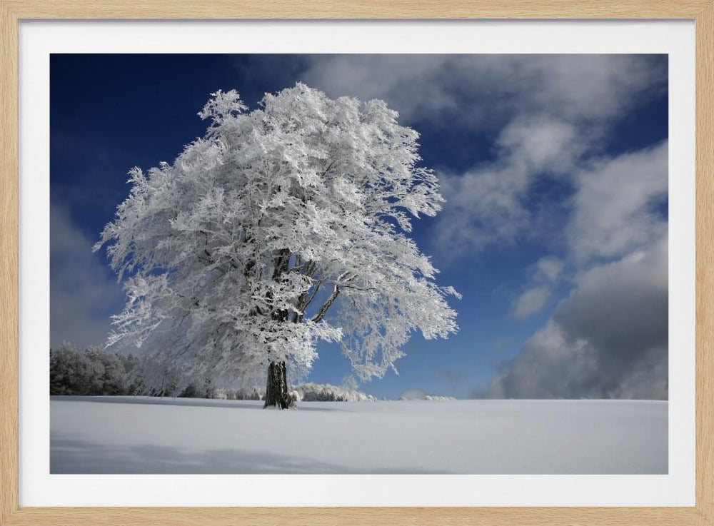 White Windbuche in Black Forest | Poster