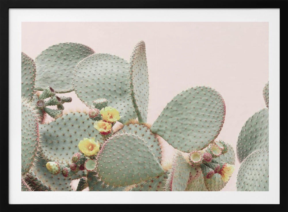 Blooming Cactus | Poster