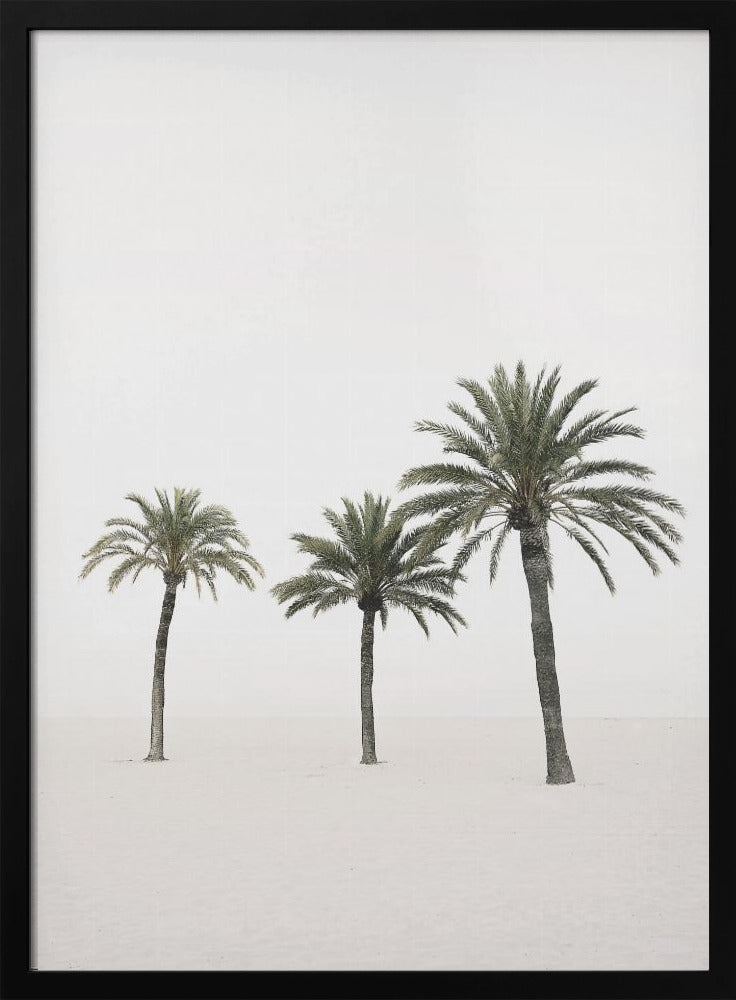 Palms | Poster